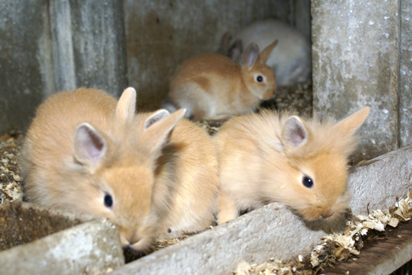 La ferme Mon Oasis Limours Location d'animaux