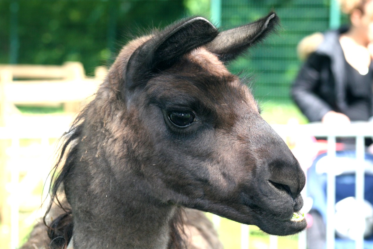 Location animaux Mon Oasis