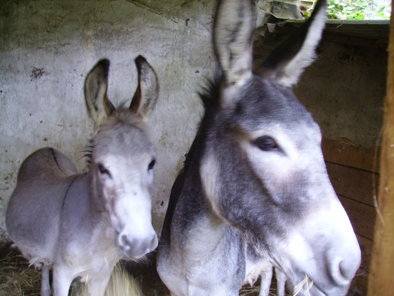 La ferme Mon Oasis Limours Location d'animaux