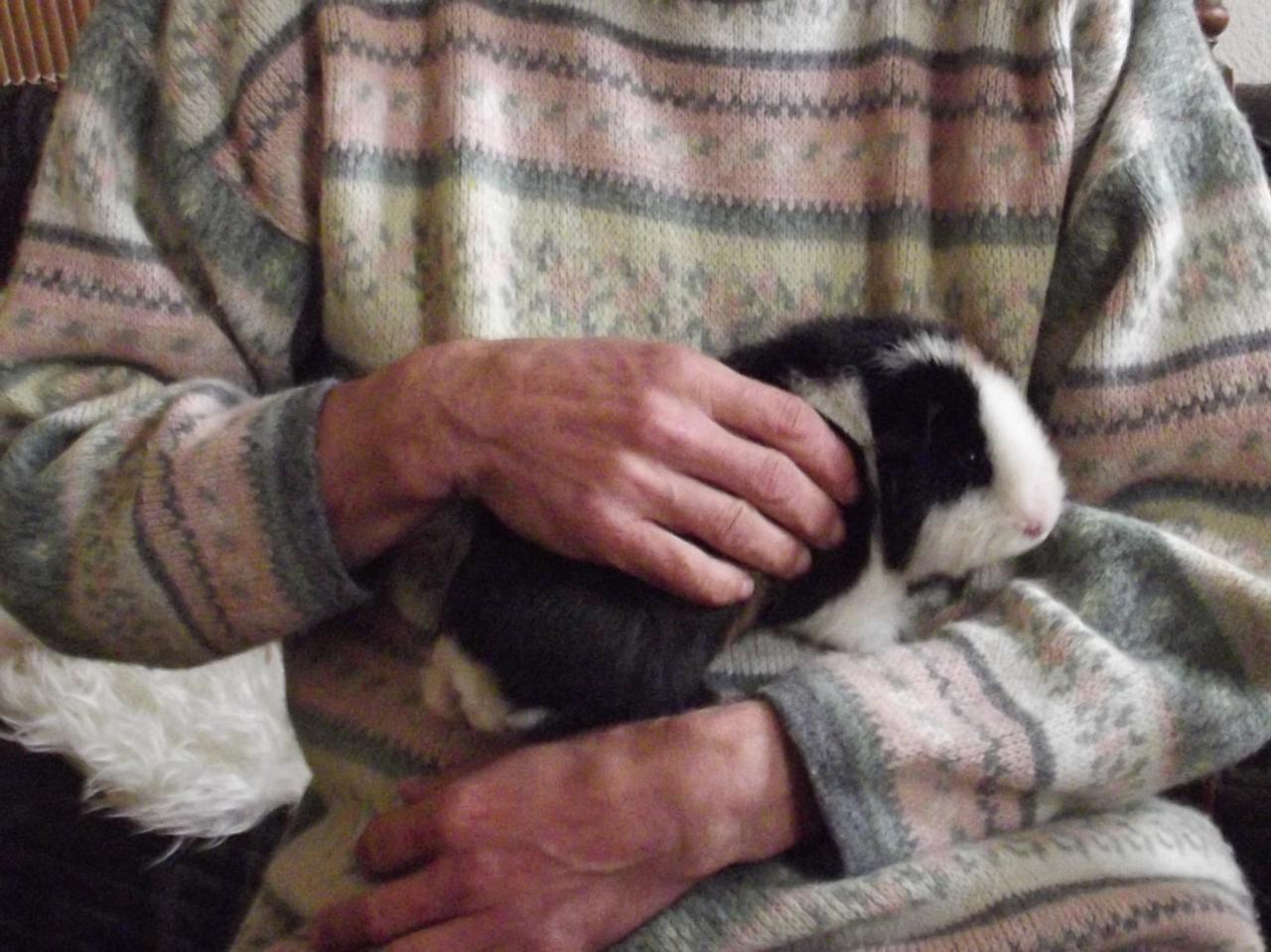 Mon Oasis la ferme animaux